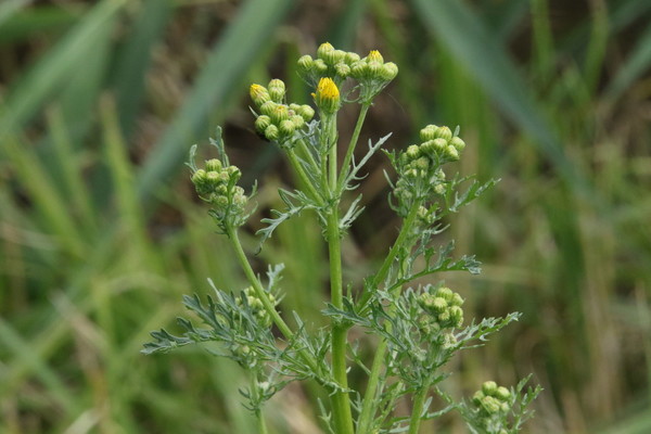photo of Ragwort