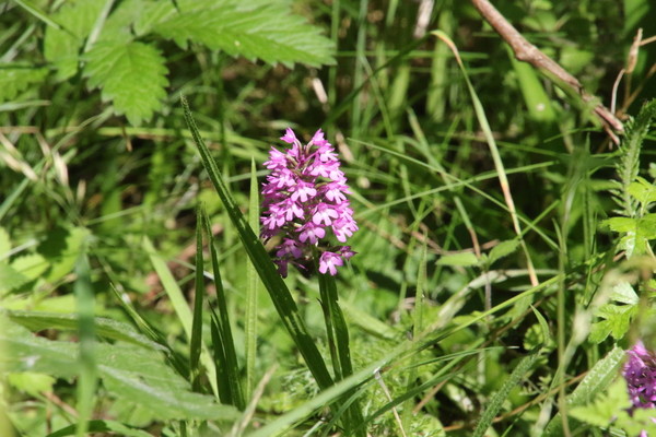 photo of Pyramidal Orchid