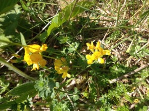 photo of Bird's Foot Trefoil