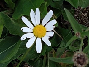 photo of Oxeye Daisy