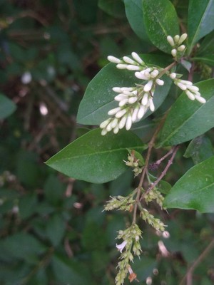 photo of Wild Privet