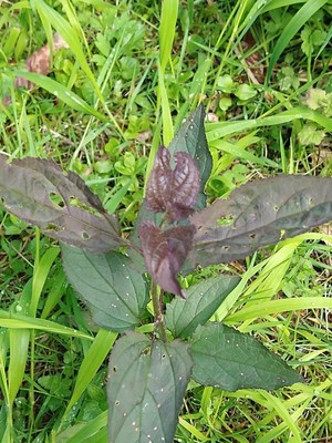 photo of Common Figwort