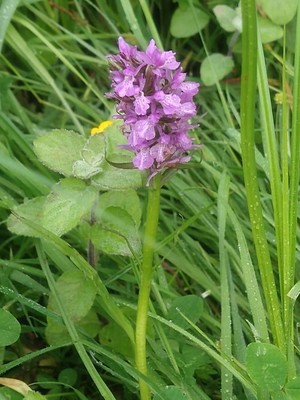 photo of Southern Marsh Orchid