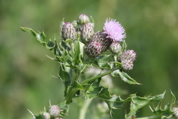 photo of Creeping Thistle