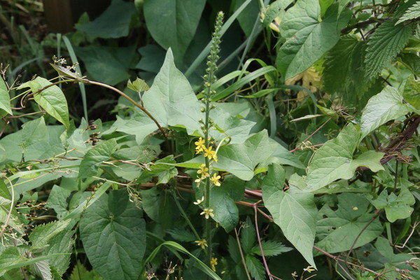 photo of Agrimony