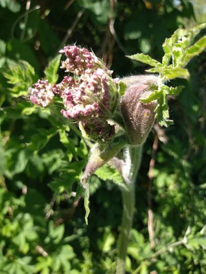 photo of Hogweed