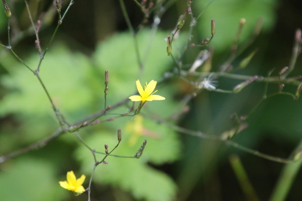 photo of Wall Lettuce