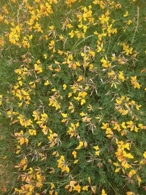 photo of Bird's Foot Trefoil