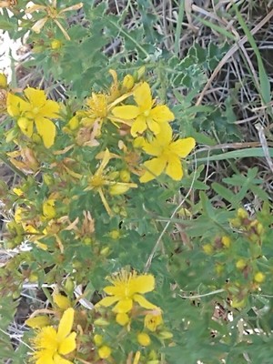photo of Perforate St. John's Wort