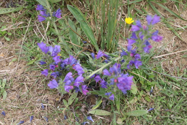photo of Vipers Bugloss