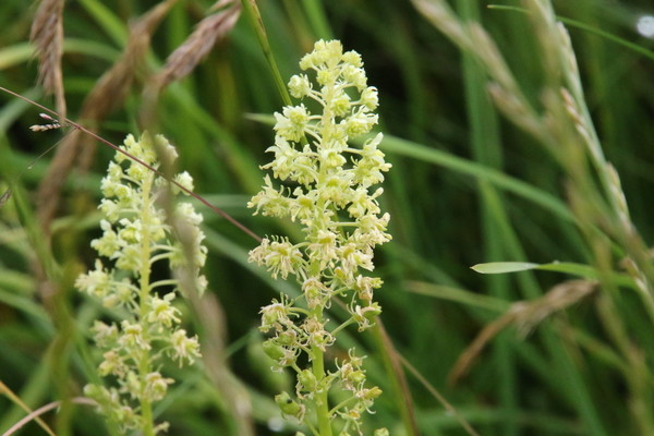 photo of Wild Mignonette
