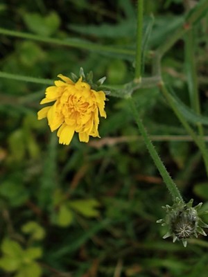 photo of Hawkweed Oxtongue