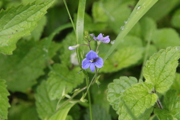 photo of Germander Speedwell