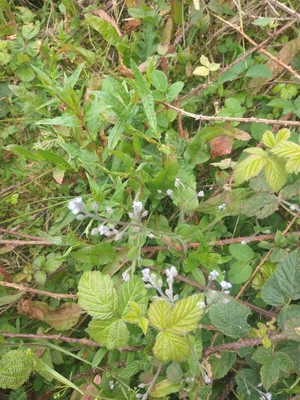 photo of Field Forget Me Not