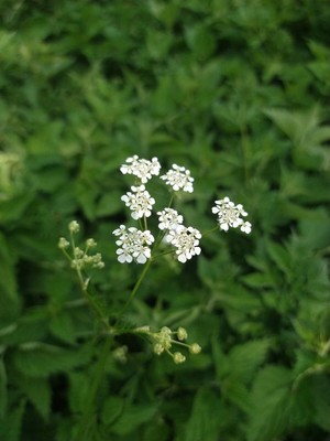 photo of Spreading Hedge Parsley