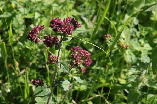 photo of Wild Marjoram