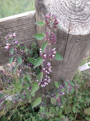 photo of Black Horehound