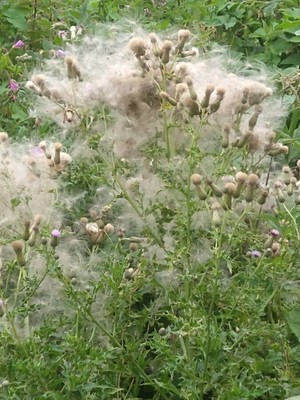 photo of Creeping Thistle