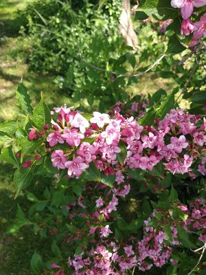 photo of Weigelia