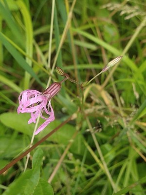 photo of Ragged Robin