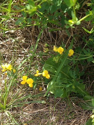 photo of Bird's Foot Trefoil