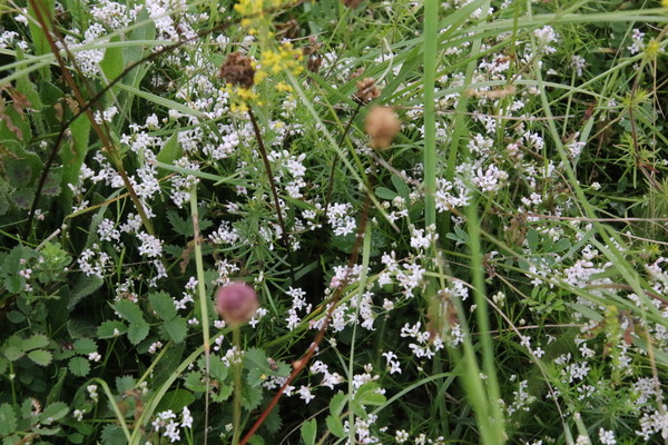 photo of Sqinancywort