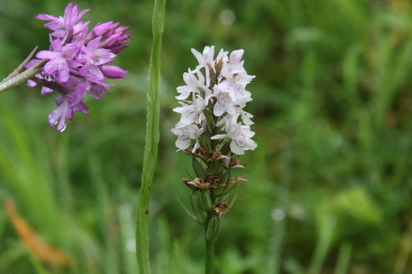 photo of Common Spotted Orchid