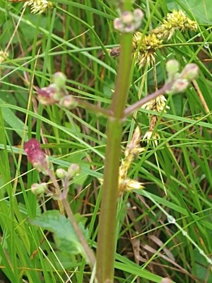 photo of Water Figwort