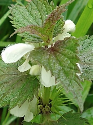 photo of White Dead Nettle