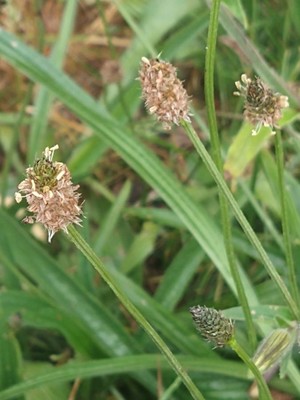 photo of Ribwort Plantain
