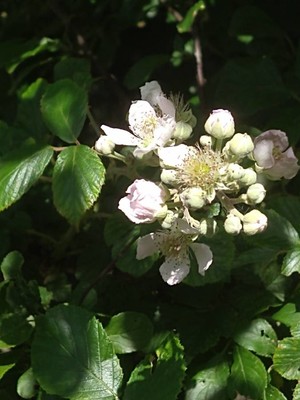 photo of Elm Leaved Bramble
