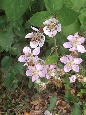 photo of Elm Leaved Bramble