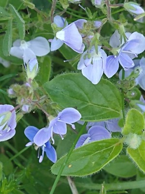 photo of Germander Speedwell