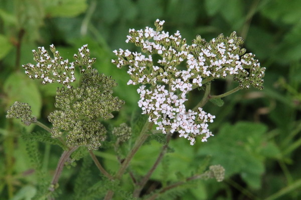 photo of Yarrow