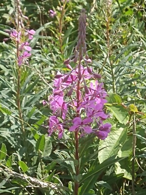 photo of Rosebay Willowherb