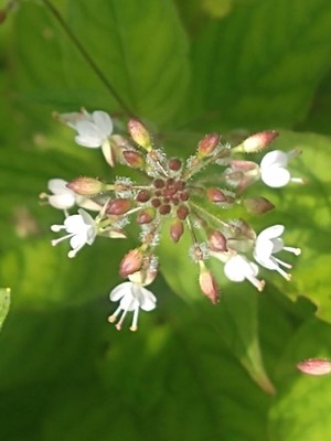 photo of Enchanter's Nightshade
