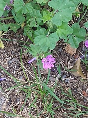 photo of Common Mallow