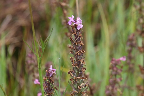 photo of Chalk Fragrant Orchid
