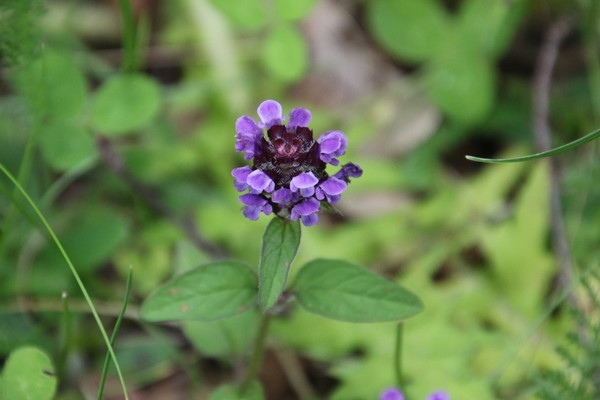 photo of Selfheal