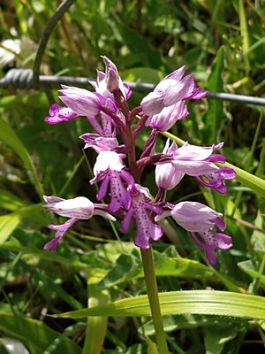 photo of Military Orchid