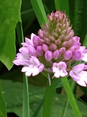 photo of Pyramidal Orchid