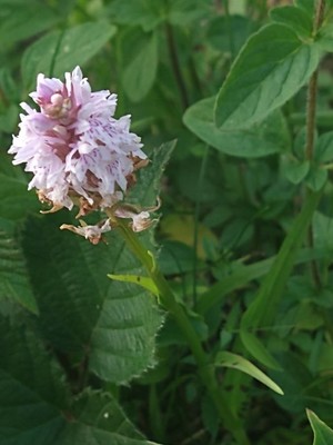 photo of Common Spotted Orchid