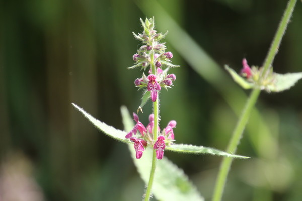 photo of Hedge Woundwort