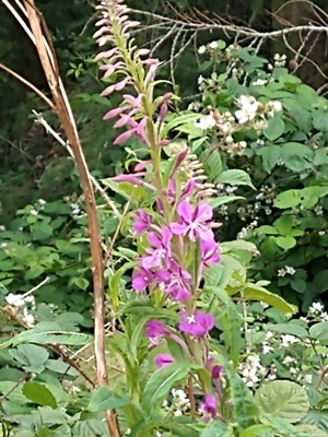 photo of Rosebay Willowherb