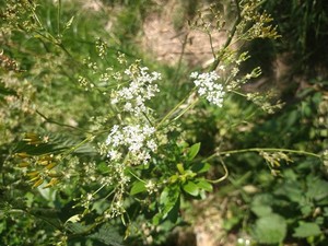 photo of Cow Parsley