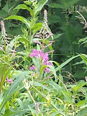 photo of Rosebay Willowherb