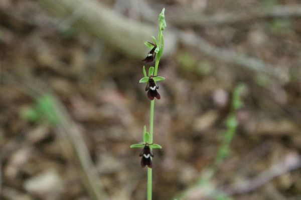 photo of Fly Orchid