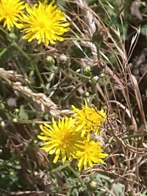 photo of Stinking Hawksbeard