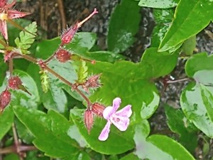 photo of Herb Robert