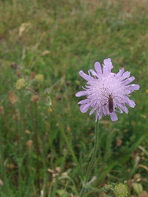 photo of Field Scabious